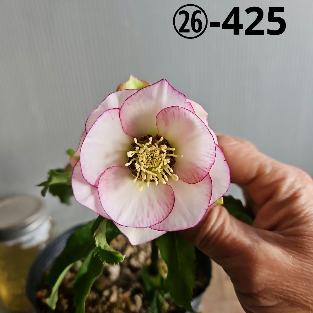 ㉖-425クリスマスローズ