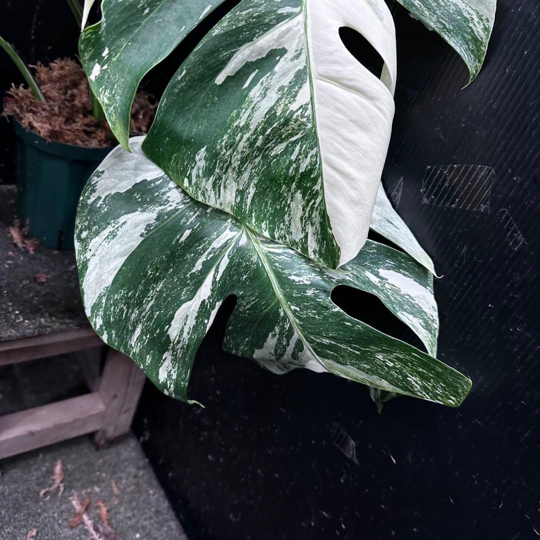 斑入りモンステラ ホワイトタイガー極美大株69cm白斑多