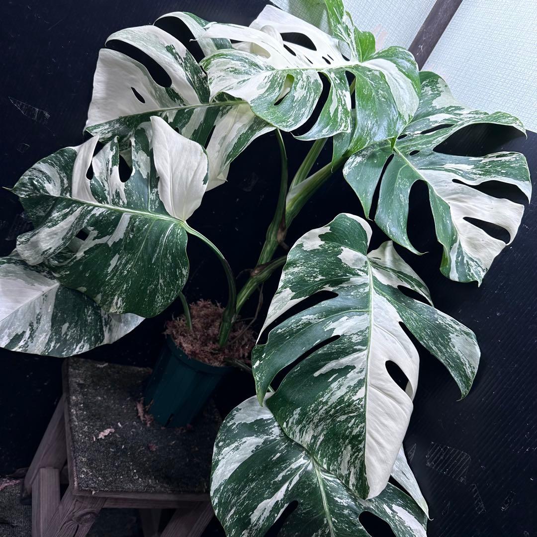 斑入りモンステラ ホワイトタイガー極美大株69cm白斑多