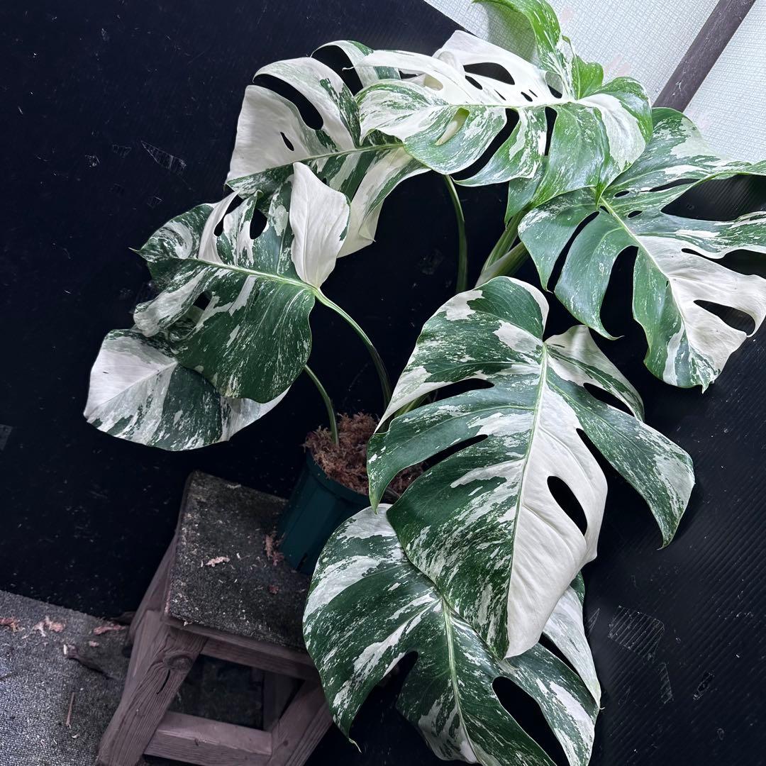 斑入りモンステラ ホワイトタイガー極美大株69cm白斑多
