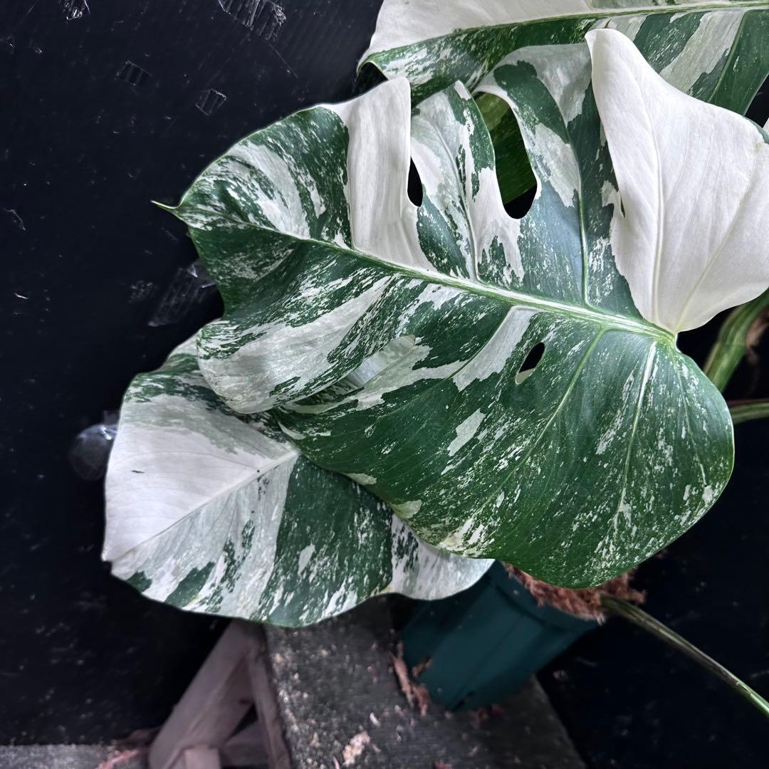斑入りモンステラ ホワイトタイガー極美大株69cm白斑多