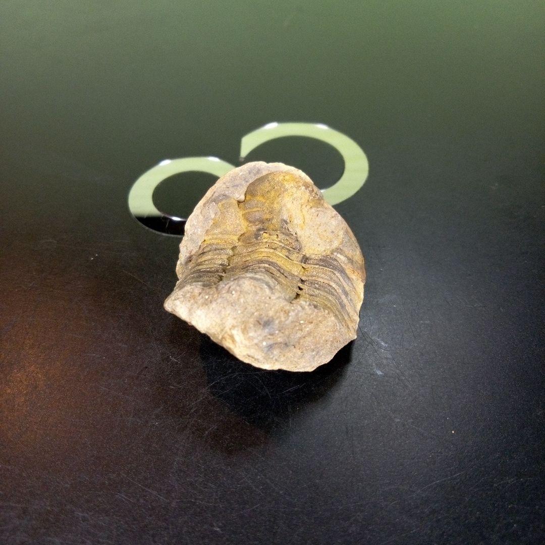 三葉虫　化石　fossil　ボリビア産　trilobite　海生動物識別⑤