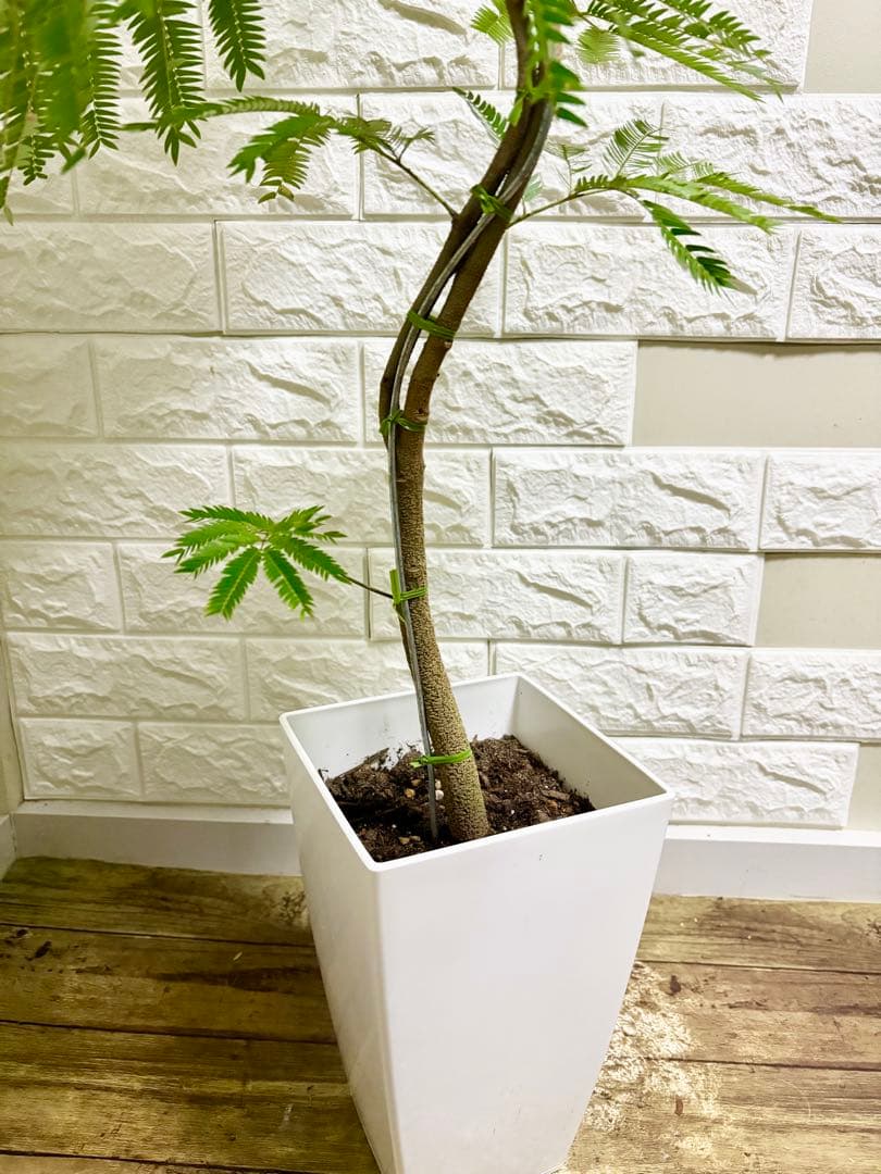 エバーフレッシュ⭐️観葉植物