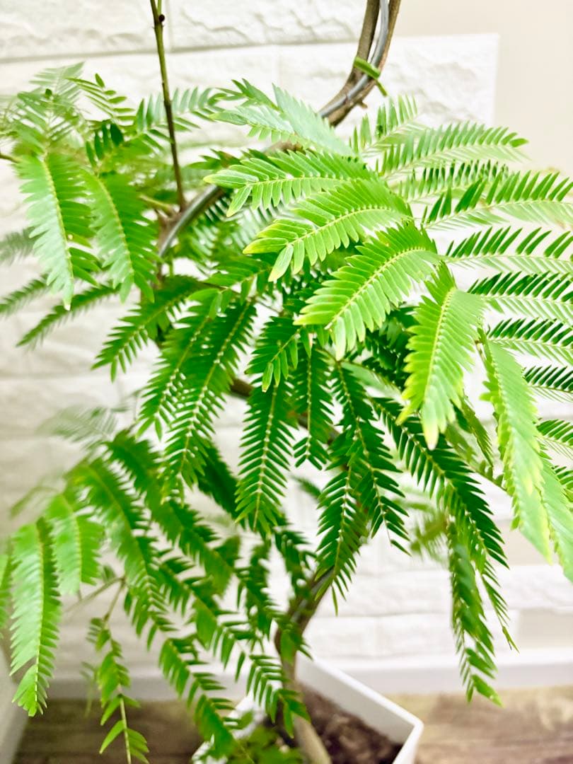 エバーフレッシュ⭐️観葉植物