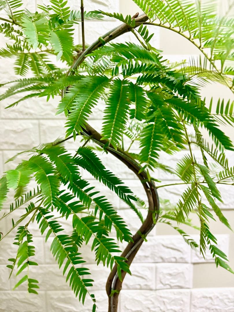 エバーフレッシュ⭐️観葉植物