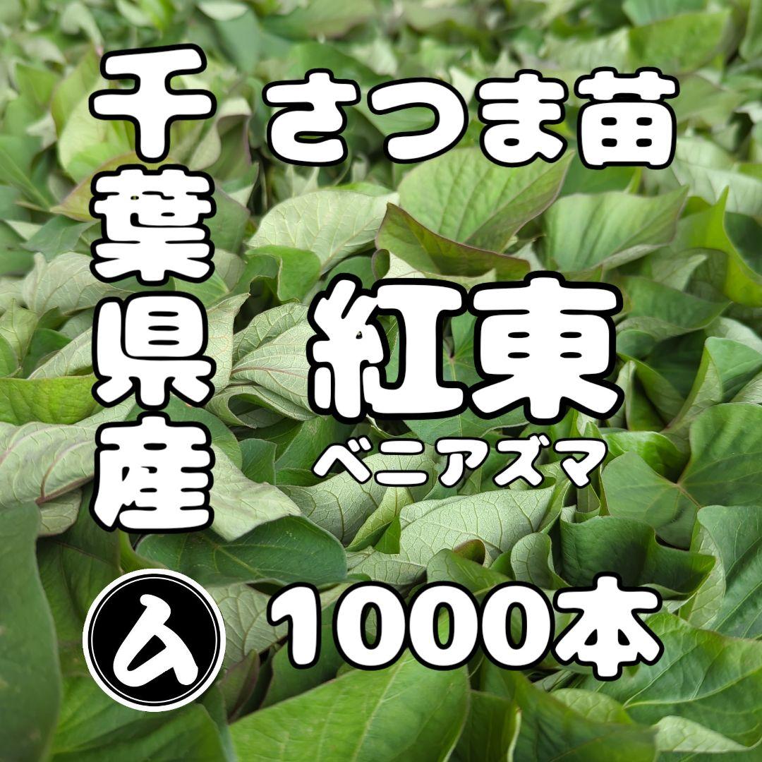 千葉県産 さつまいも 苗 紅あずま 1000本