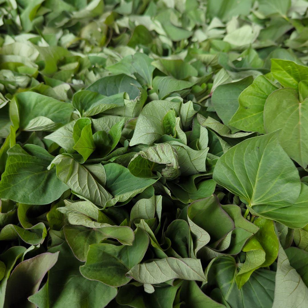 千葉県産 さつまいも 苗 紅あずま 1000本