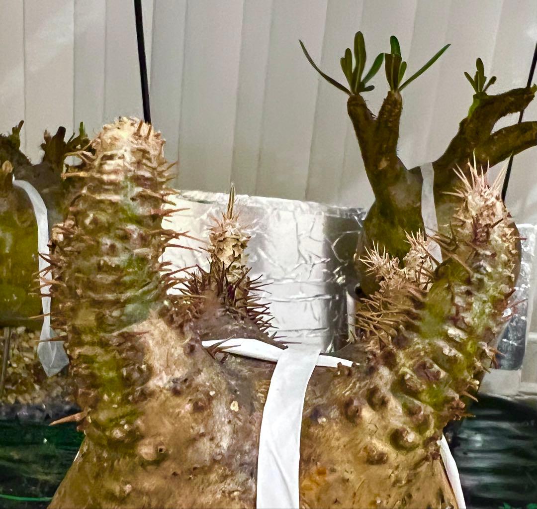 発根済み 良株◎ パキポディウム グラキリス 現地球