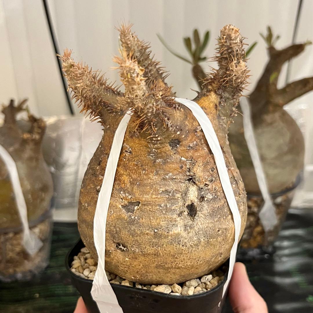 発根済み 良株◎ パキポディウム グラキリス 現地球