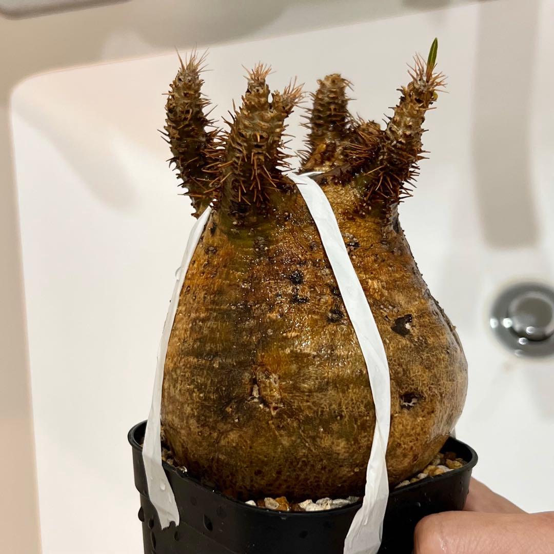 発根済み 良株◎ パキポディウム グラキリス 現地球