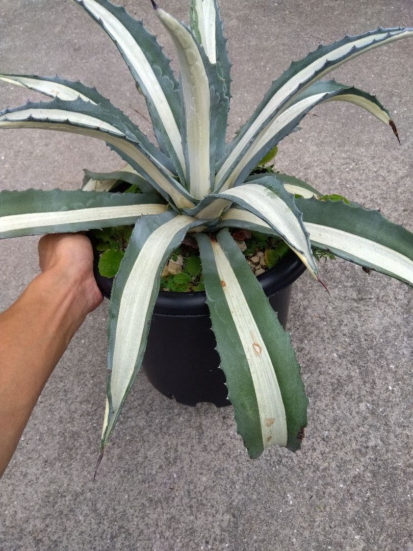 アガベ　華厳 65センチ❗