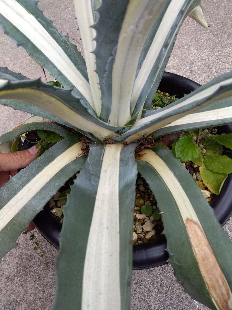 アガベ　華厳 65センチ❗