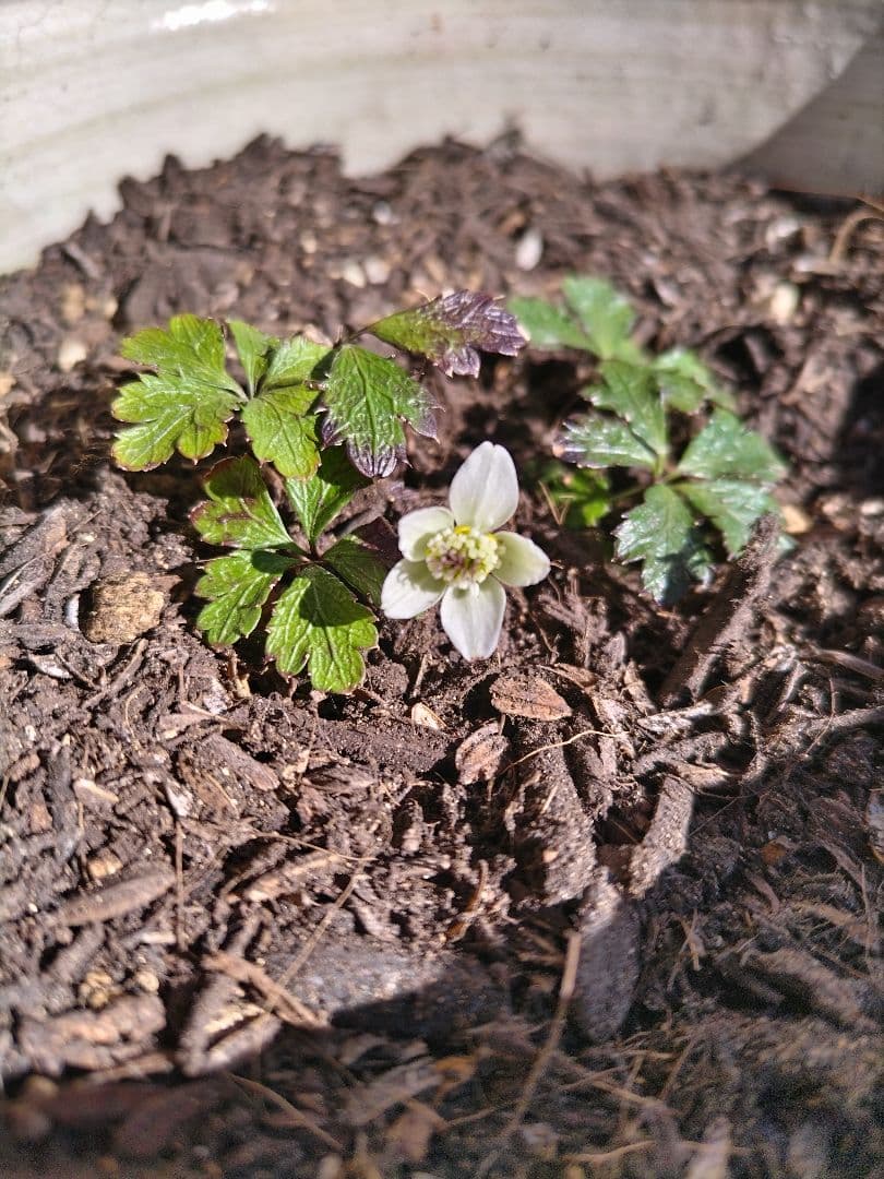 バイカオウレン　ご確認用