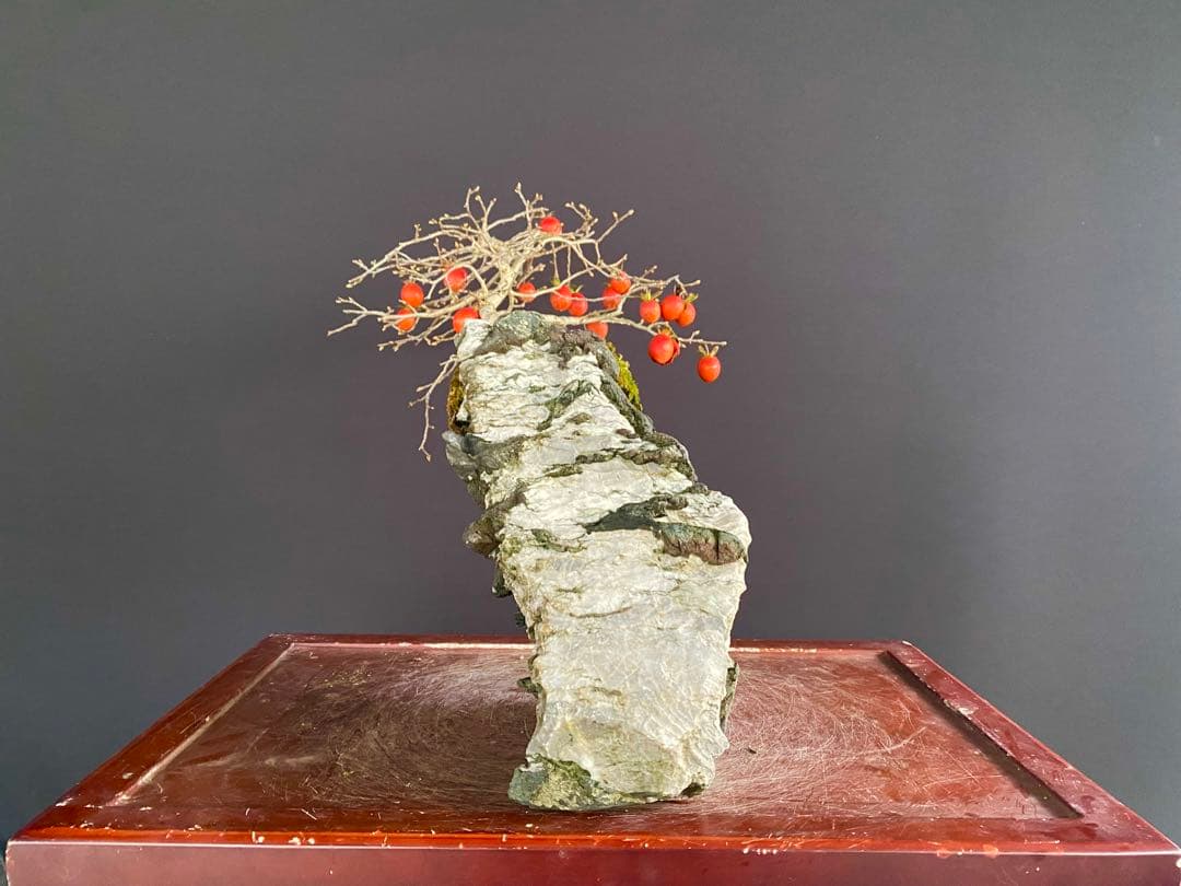 白木盆栽園　老爺柿　高さ45センチ　ロウヤガキトキワガキ常盤柿観葉植物 盆栽