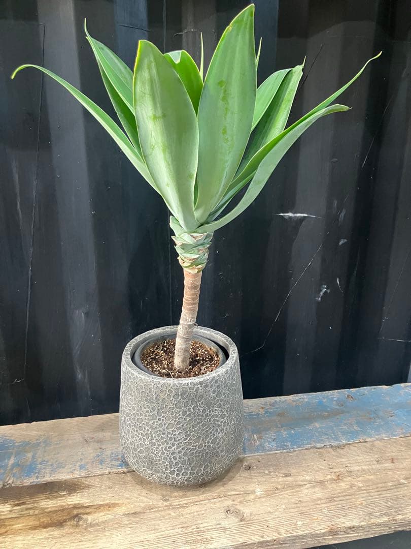 沖縄産　アガベ　ボーチンブルー　観葉植物 お祝い　プレゼント　アテーナータ　E