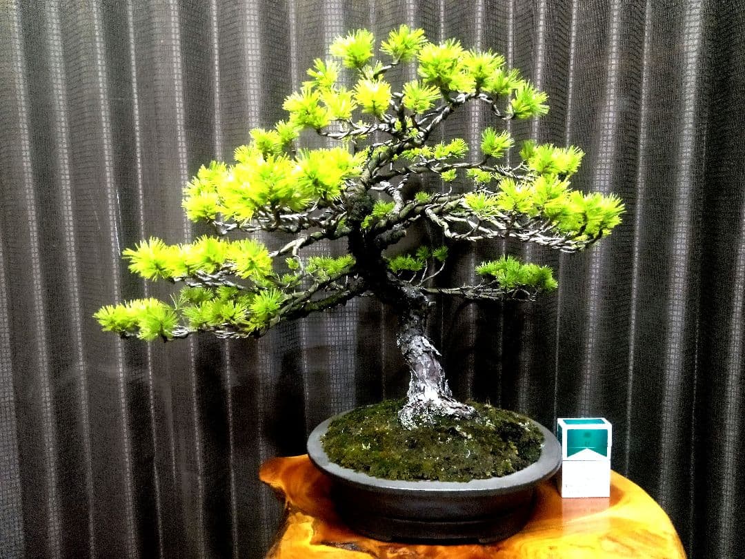 【中品　五葉松盆栽】真柏　　　　⭕卓也様、専用❗