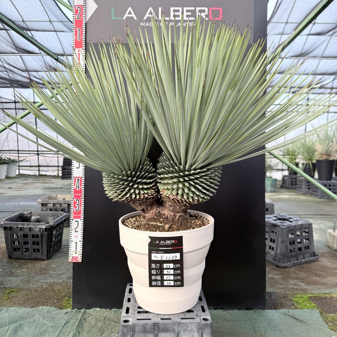 【AL-F1139】ユッカ　ロストラータ　超美形　高次元ダブル　シルバー個体
