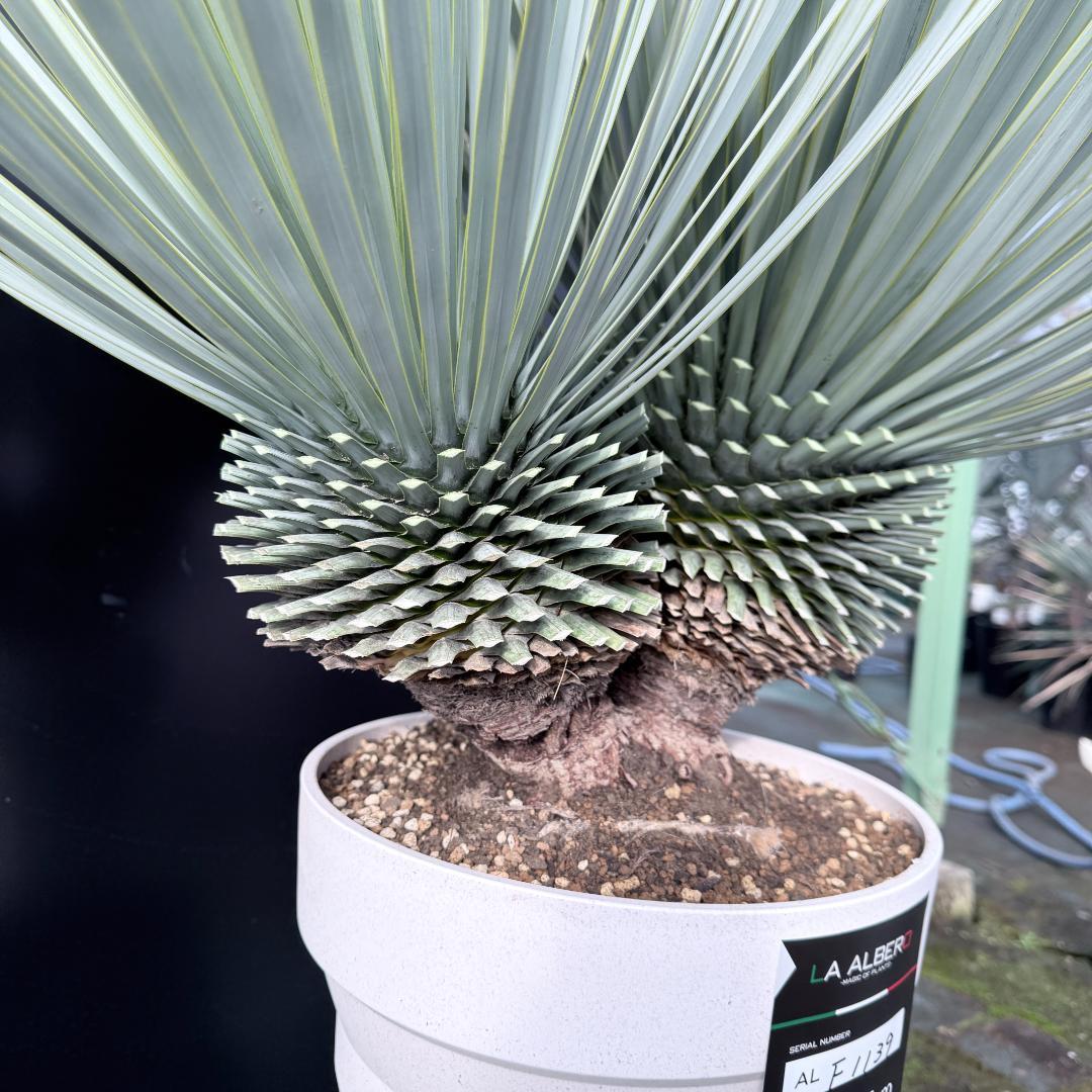 【AL-F1139】ユッカ　ロストラータ　超美形　高次元ダブル　シルバー個体