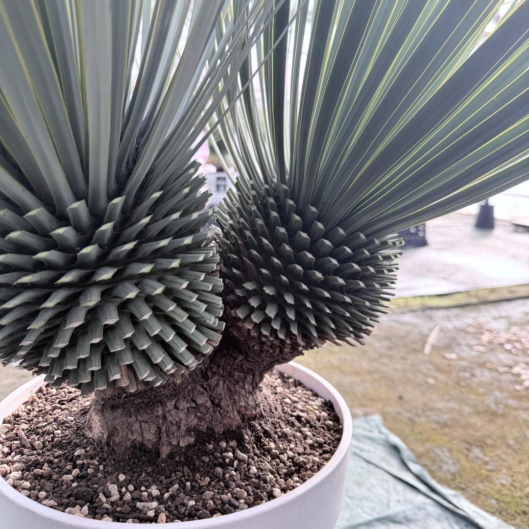 【AL-F1139】ユッカ　ロストラータ　超美形　高次元ダブル　シルバー個体