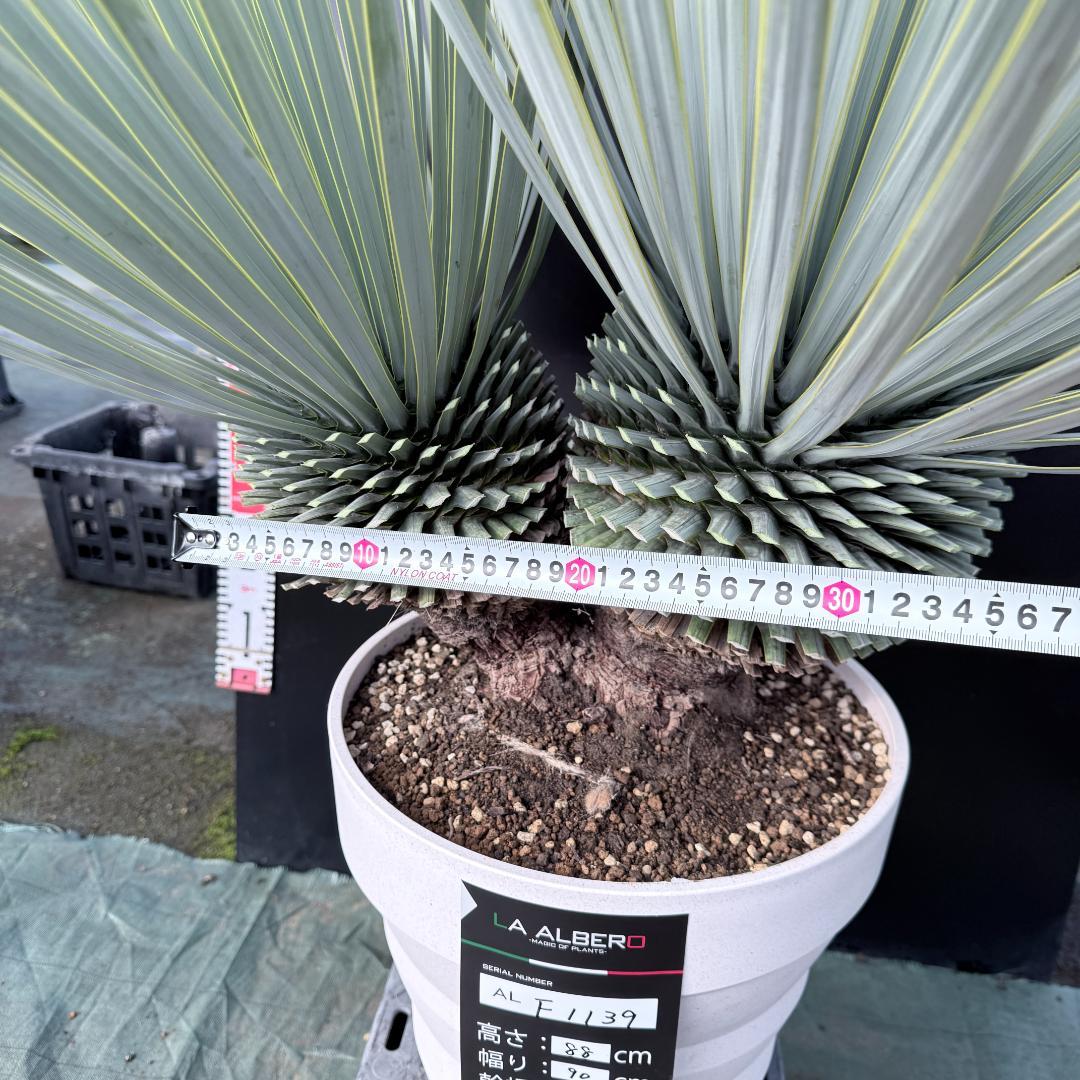 【AL-F1139】ユッカ　ロストラータ　超美形　高次元ダブル　シルバー個体