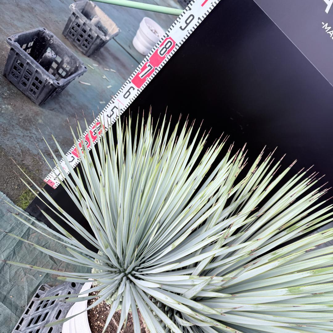 【AL-F1139】ユッカ　ロストラータ　超美形　高次元ダブル　シルバー個体