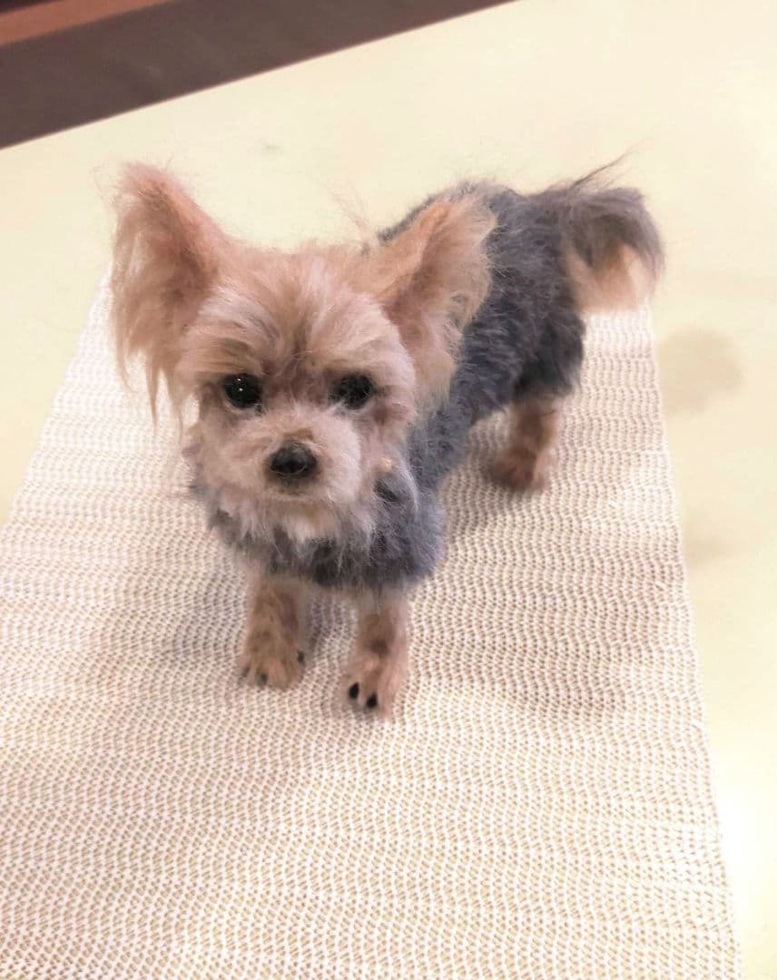 羊毛フェルト　ハンドメイド　犬　ヨークシャテリア