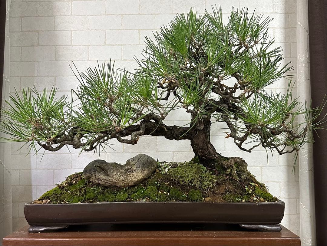 黒松の盆栽 ( 引き取り限定 ) 大阪府和泉市