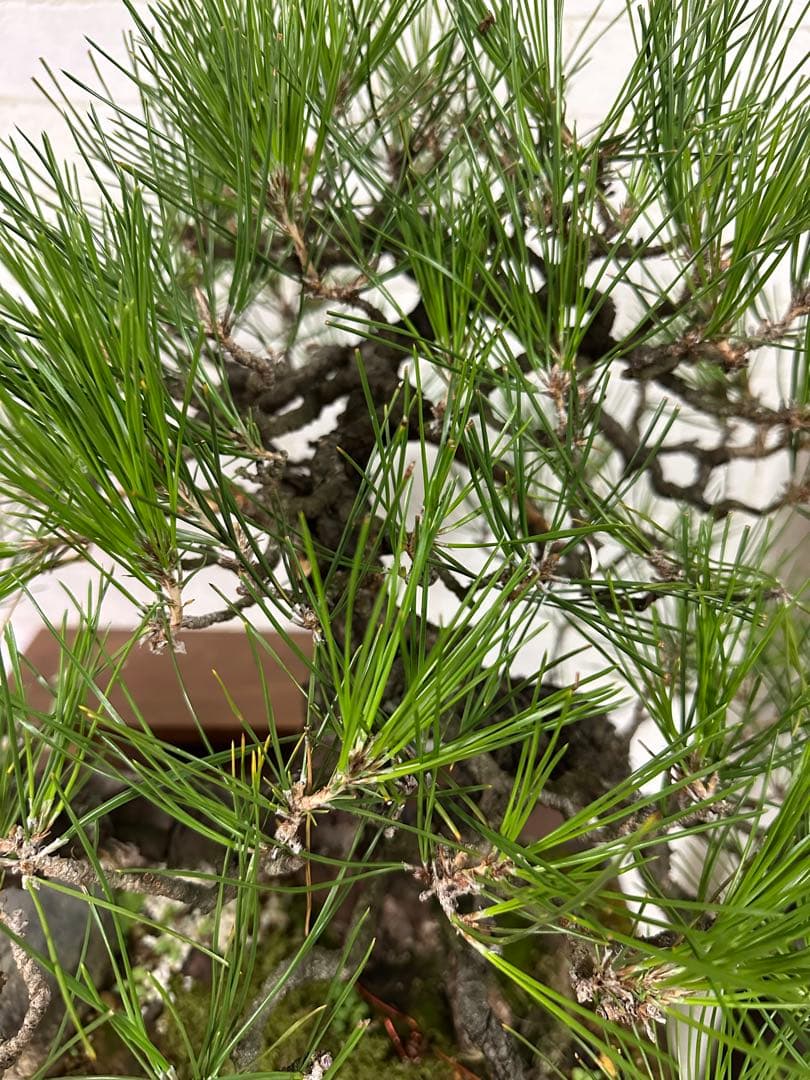 黒松の盆栽 ( 引き取り限定 ) 大阪府和泉市