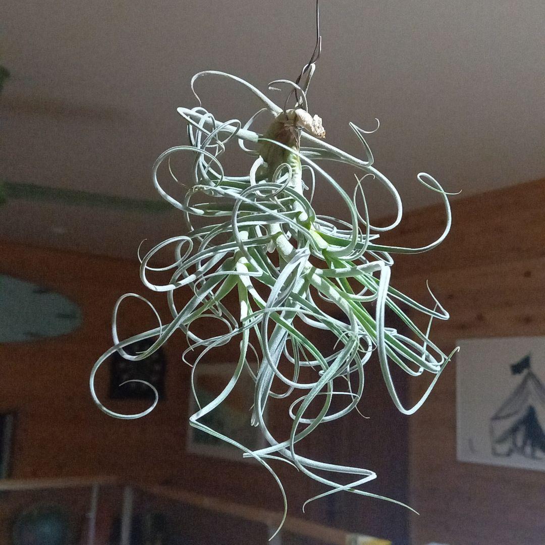 msk❤︎様確認用