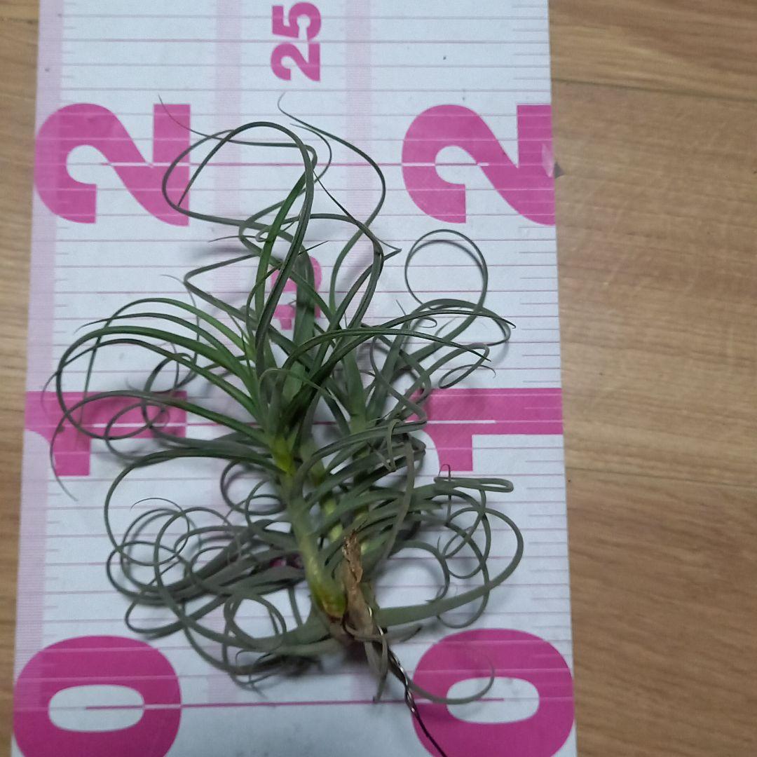 msk❤︎様確認用