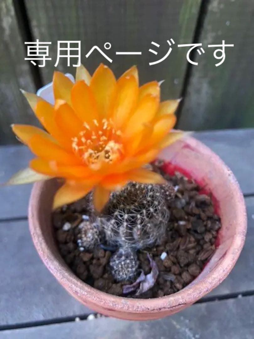 サボテン アラクナカンサ♪抜き苗 799円