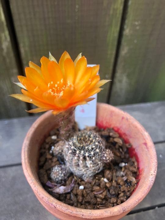 サボテン アラクナカンサ♪抜き苗 799円