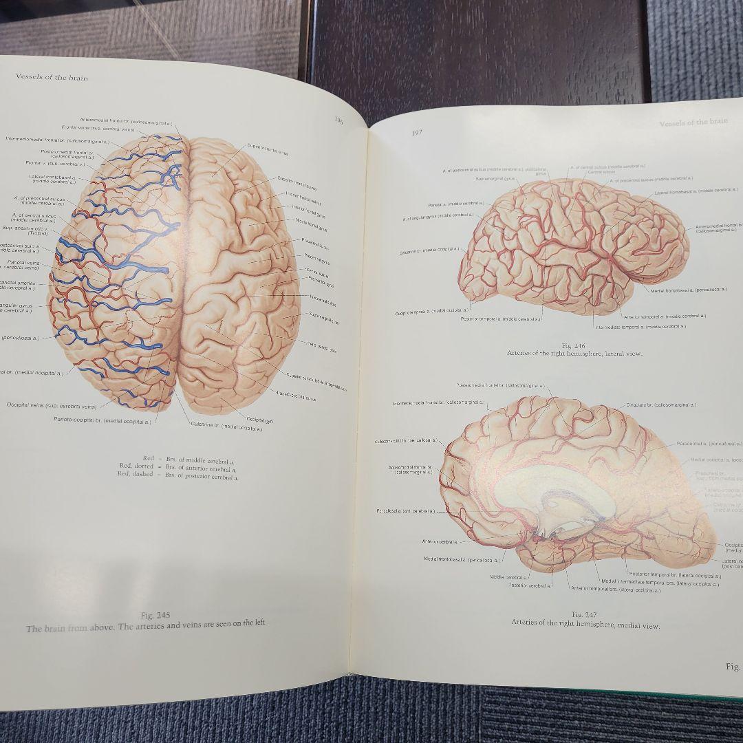 a*d様 ペルンコップ臨床局所解剖学アトラス 第1巻 (頭部・頸部)