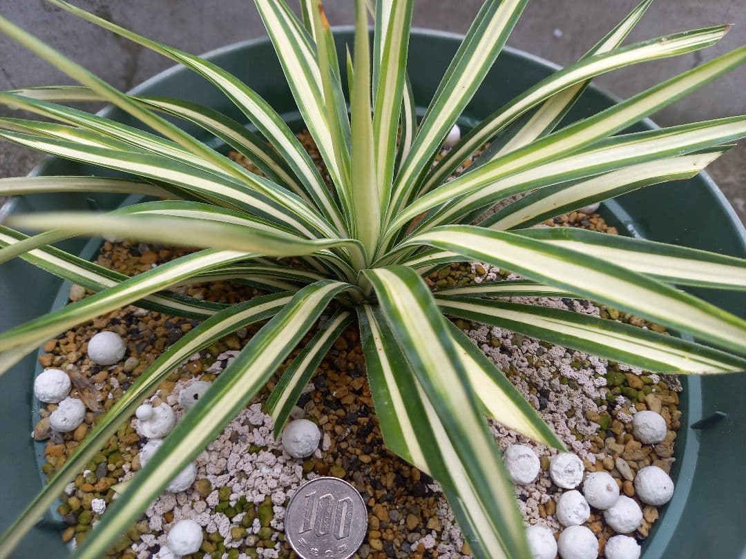 【レア度：★★★★★】ユッカ　アロイフォリア　メディオピクタ　黄中斑