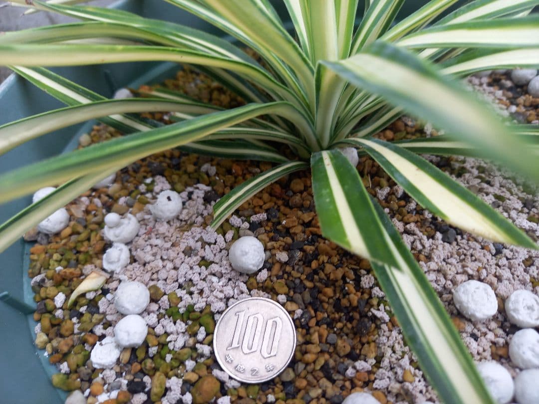 【レア度：★★★★★】ユッカ　アロイフォリア　メディオピクタ　黄中斑