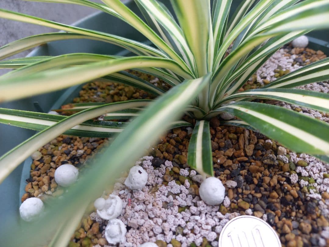 【レア度：★★★★★】ユッカ　アロイフォリア　メディオピクタ　黄中斑