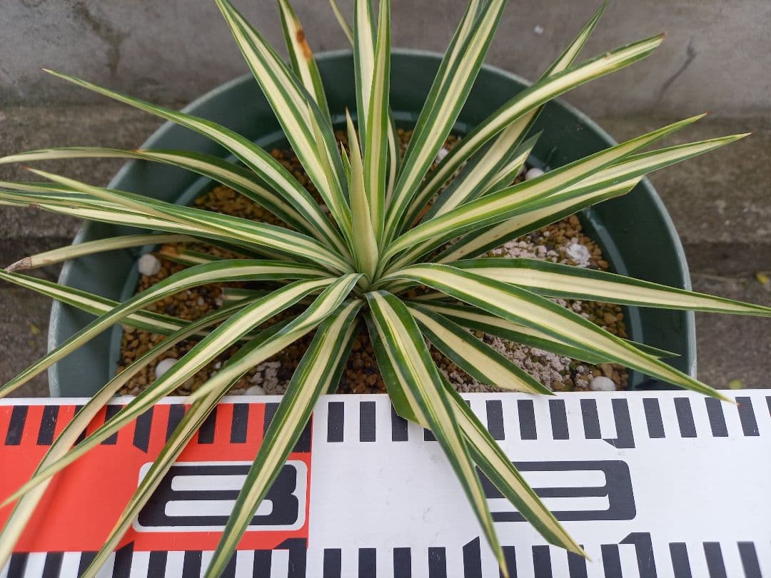 【レア度：★★★★★】ユッカ　アロイフォリア　メディオピクタ　黄中斑