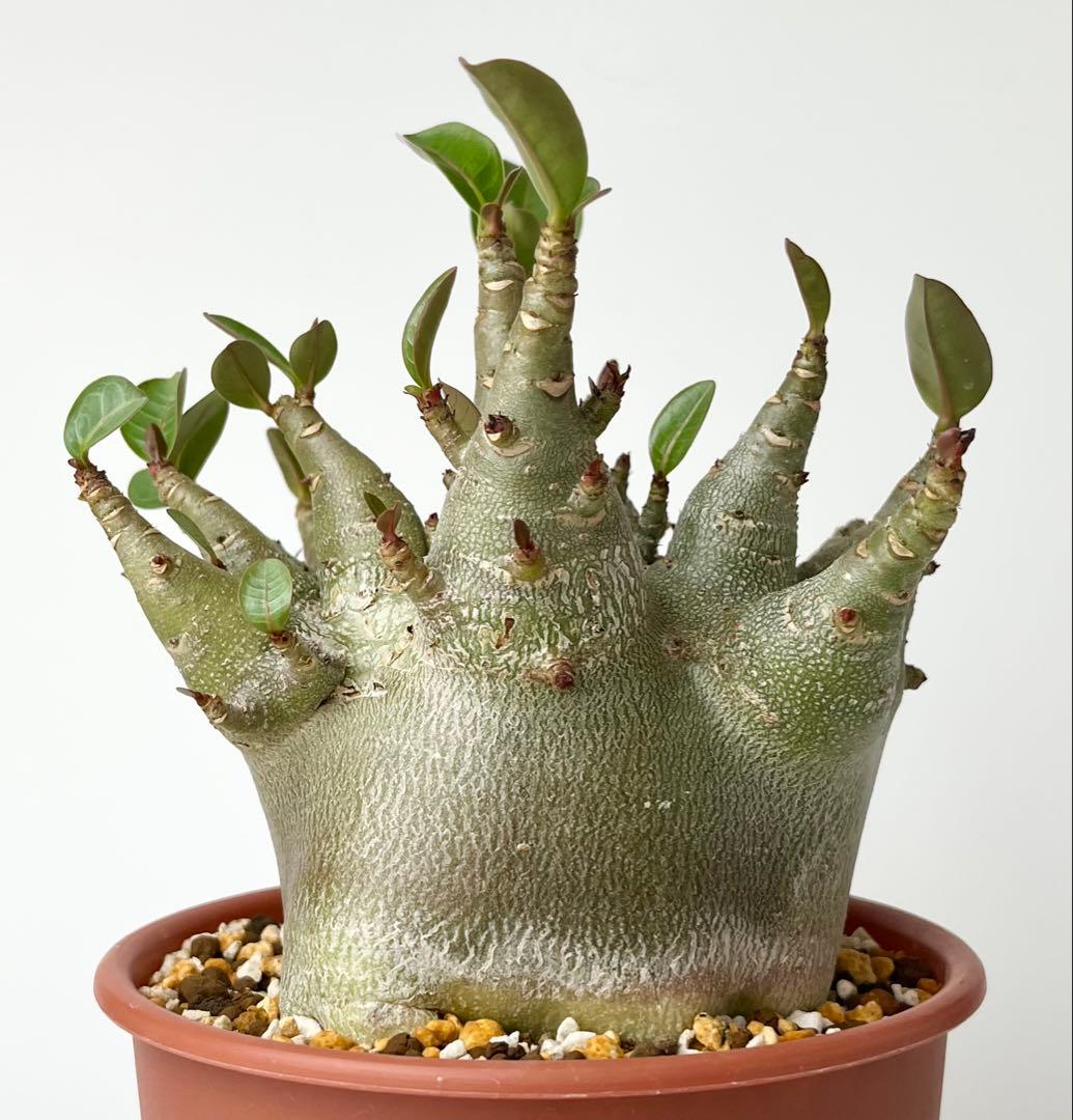 【激レア/ドワーフ/極太/塊根】アデニウム アラビカムV2ハック鉢植えE-15