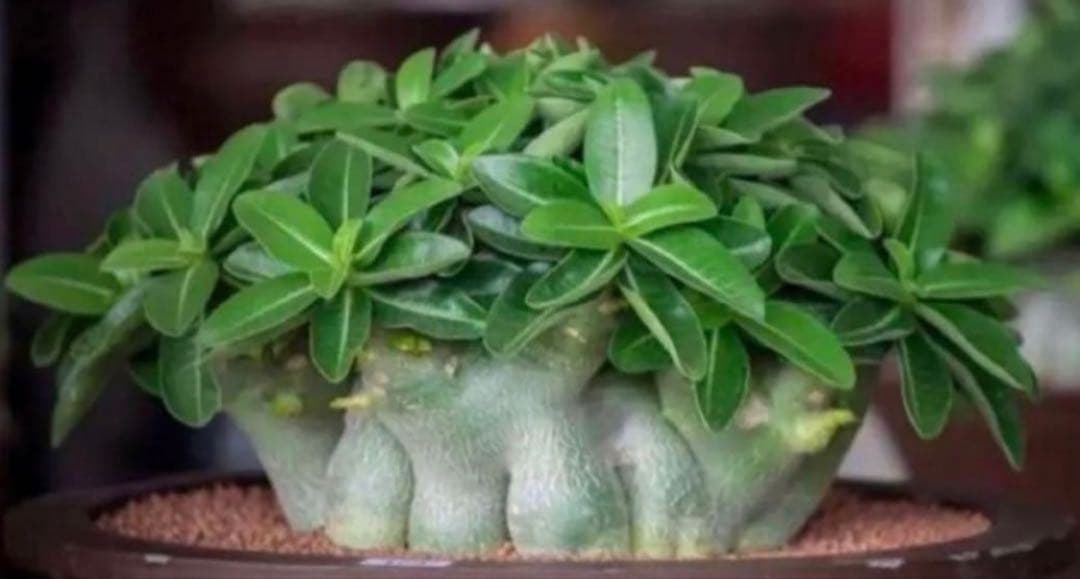 【激レア/ドワーフ/極太/塊根】アデニウム アラビカムV2ハック鉢植えE-15