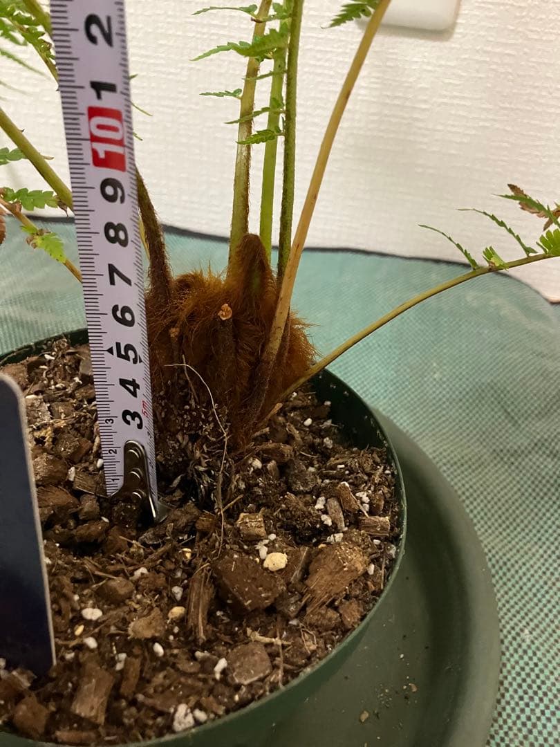 ディクソニア　アンタルクティカ