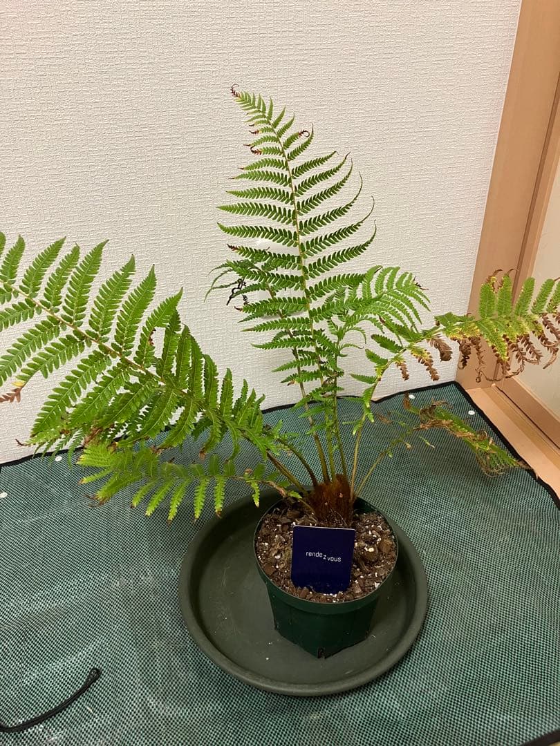 ディクソニア　アンタルクティカ