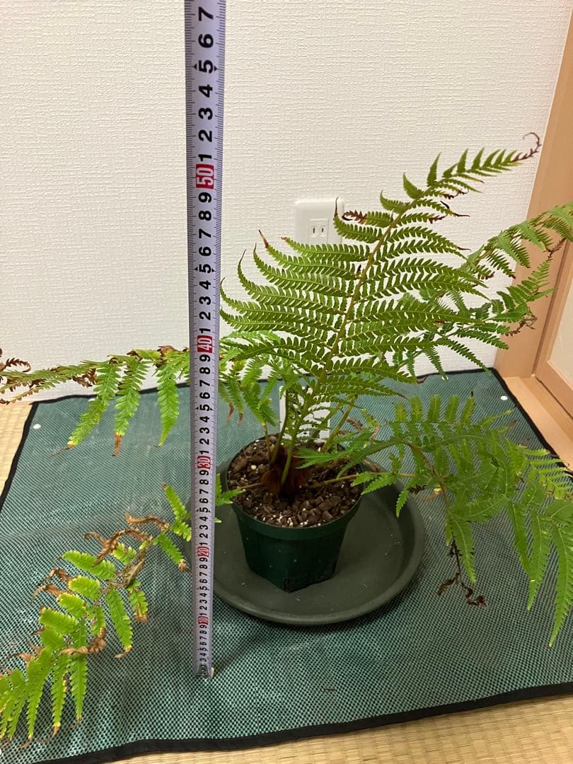 ディクソニア　アンタルクティカ