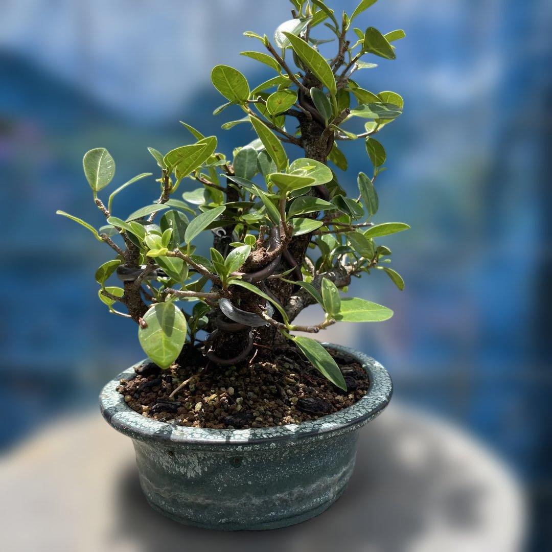 美しい盆栽 株立小葉ガジュマル