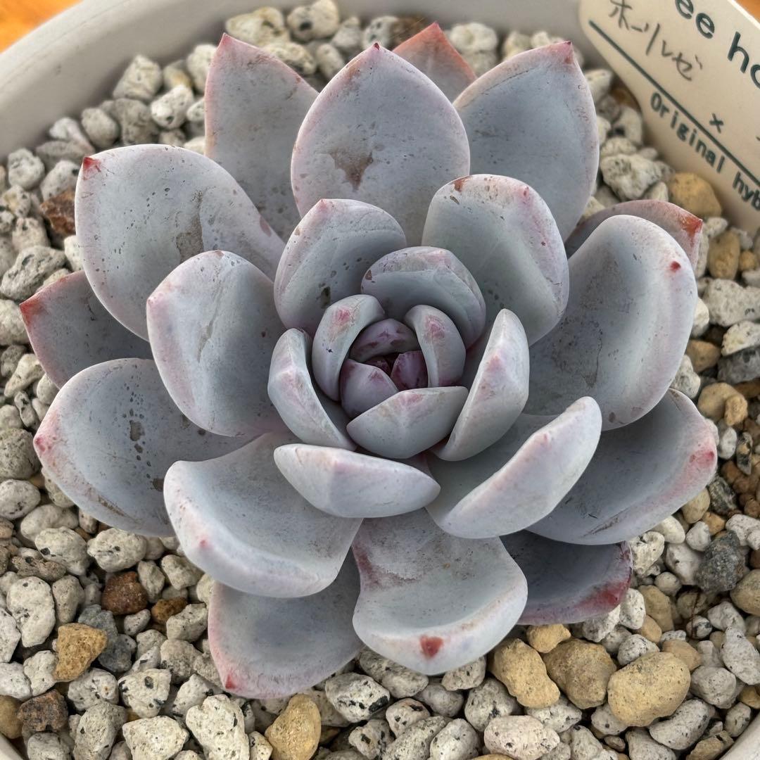 6.【札付き】ホーリンゼ×ラウィ Beehouse 多肉植物 エケベリア