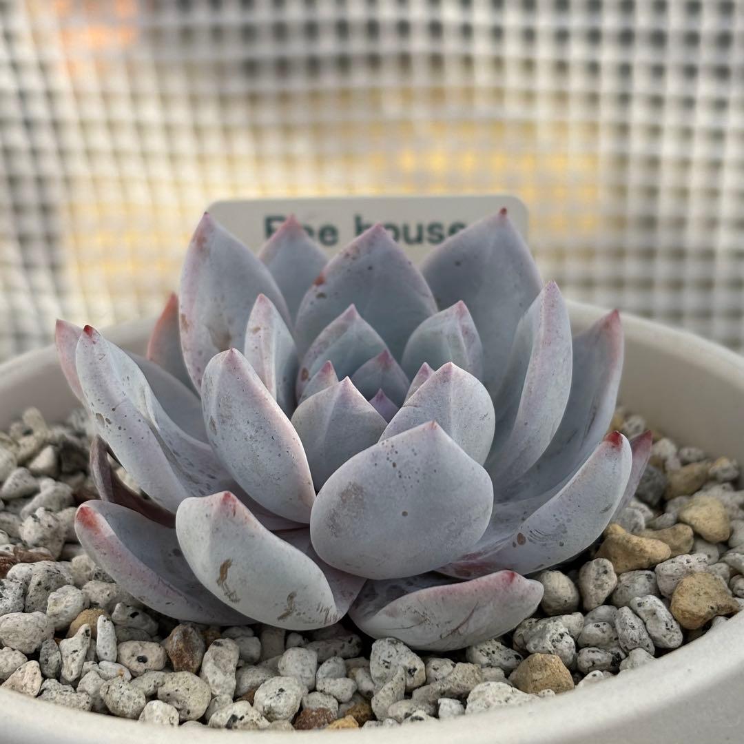 6.【札付き】ホーリンゼ×ラウィ Beehouse 多肉植物 エケベリア