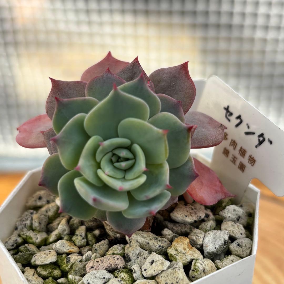 6.【札付き】ホーリンゼ×ラウィ Beehouse 多肉植物 エケベリア