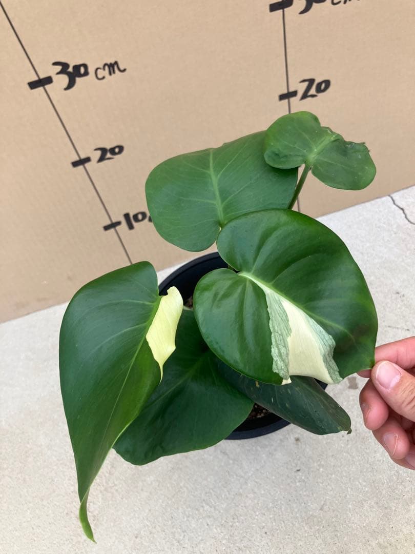 モンステラ斑入り　デリシオーサ実生株　2鉢セット