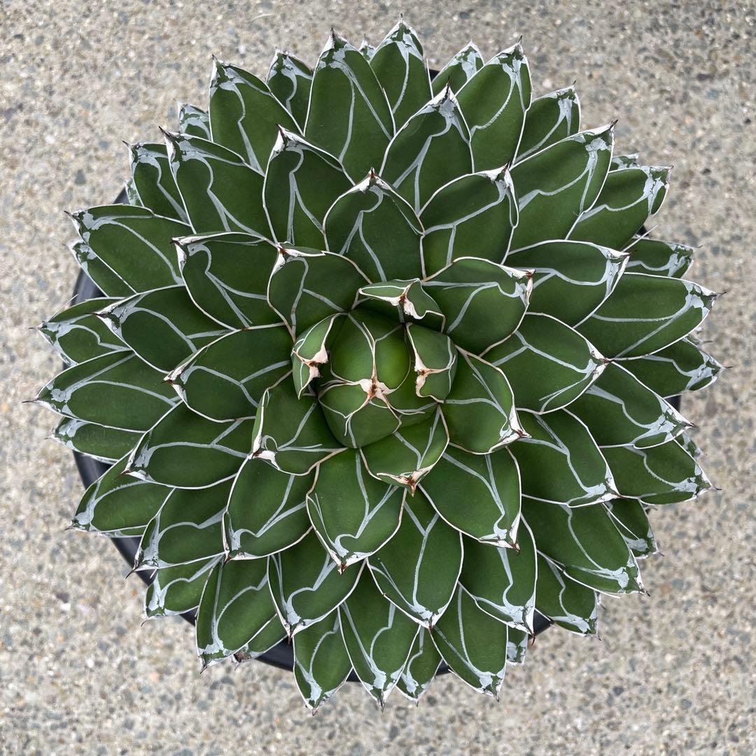アガベ　笹の雪　9号鉢　約27cm 特大　極上　大株　美形