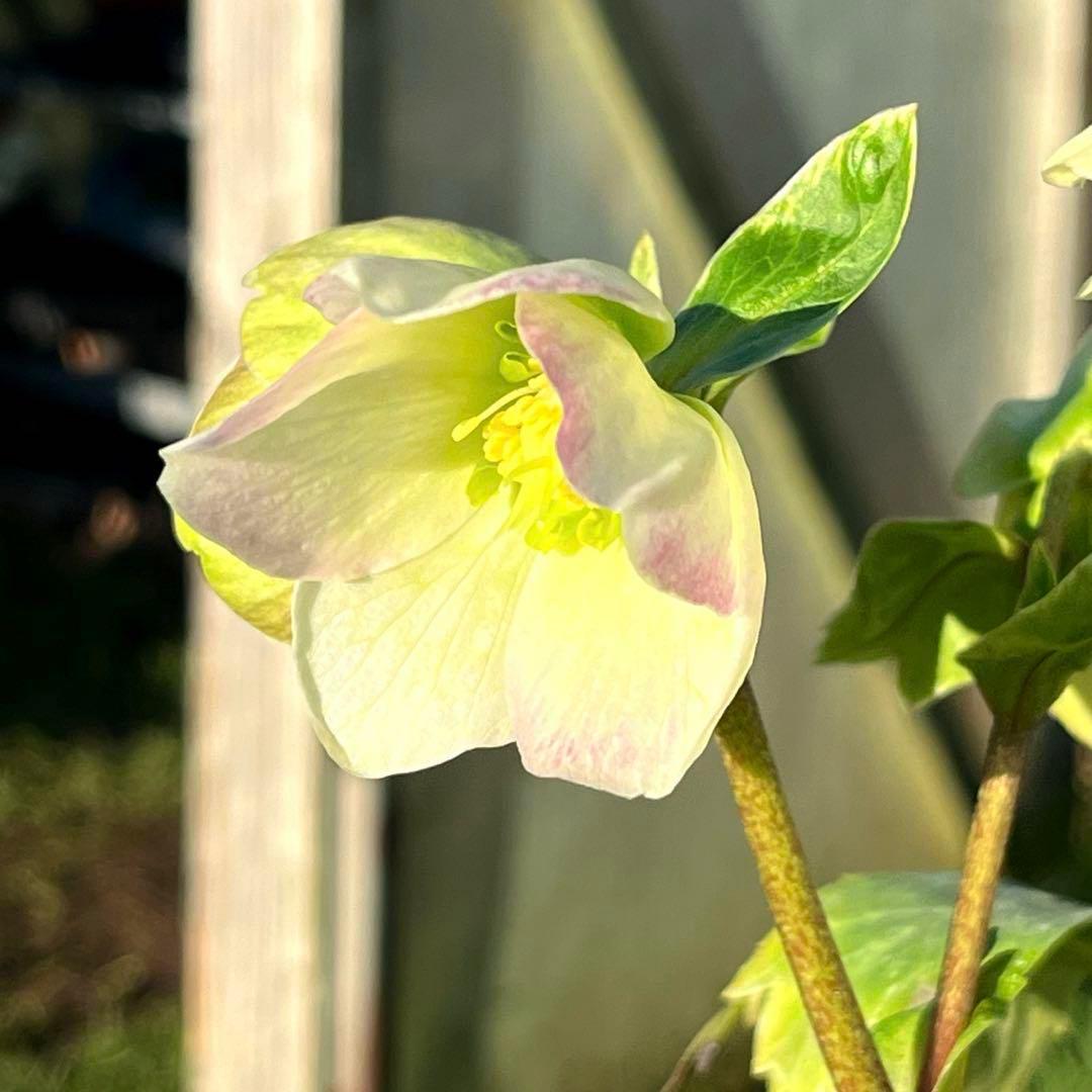 トコシエコウの花畑　ポット発送❤️セール❤️848【Ashwood】