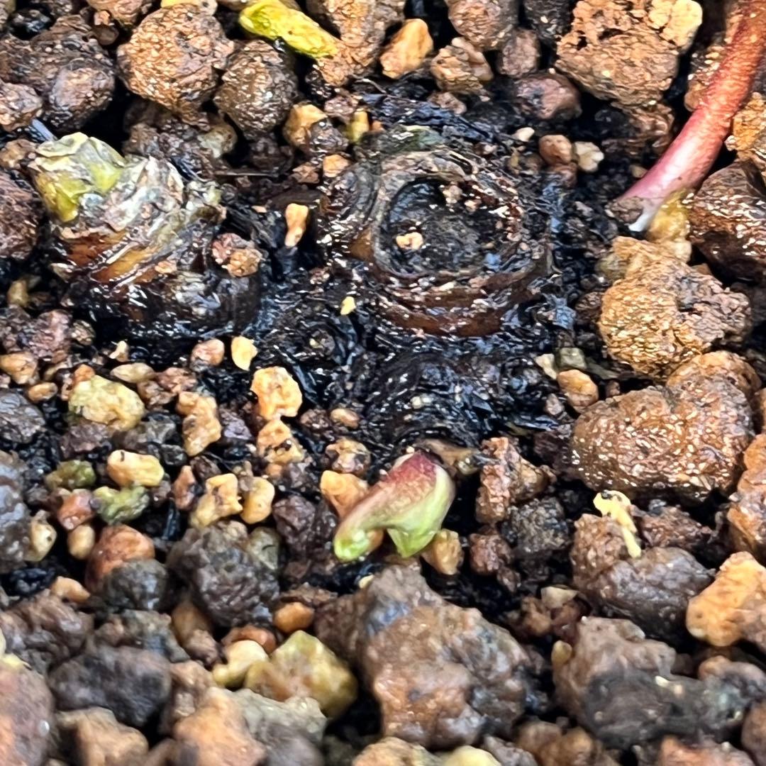 トコシエコウの花畑　ポット発送❤️セール❤️848【Ashwood】